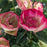 Rose, Enchanted Meadow™ Rose