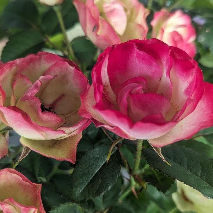 Rose, Enchanted Meadow™ Rose