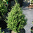 Holly, Patti O Box® Japanese Holly