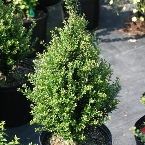 Holly, Patti O Box® Japanese Holly