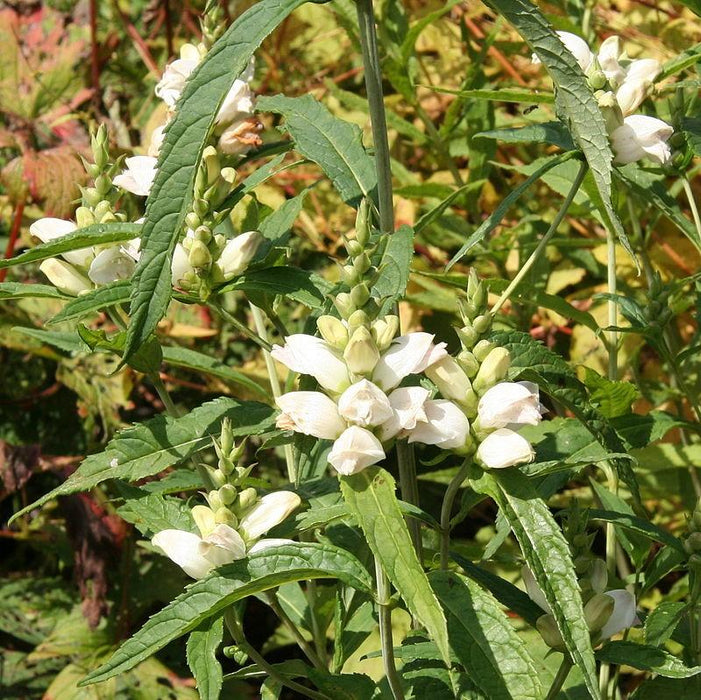 Turtlehead, White Turtlehead