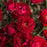 Rose, Cherrytini Rose
