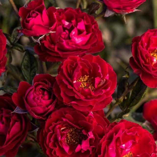 Rose, Cherrytini Rose