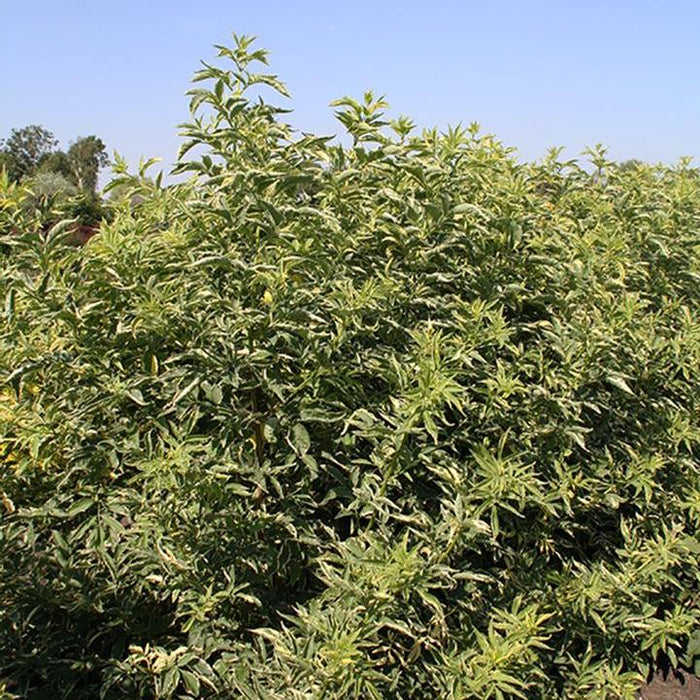 Elderberry, Instant Karma® Elderberry
