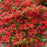 Azalea, First Editions Electric Lights Red Azalea