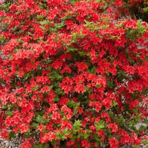 Azalea, First Editions Electric Lights Red Azalea