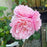 Rosa 'Ausegdon'  - Eustacia Vye Rose