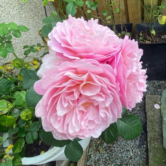 Rosa 'Ausegdon'  - Eustacia Vye Rose