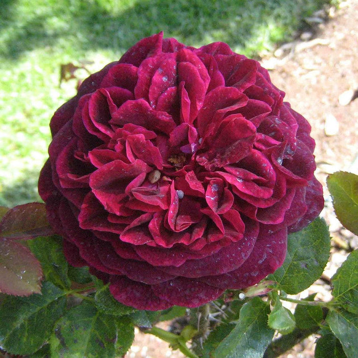 Rose, Munstead Wood Rose