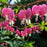 Bleeding Heart, Asian Bleeding Heart