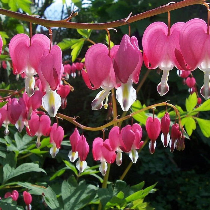 Bleeding Heart, Asian Bleeding Heart
