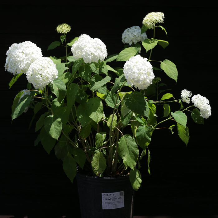 Hydrangea, Annabelle Mophead Hydrangea