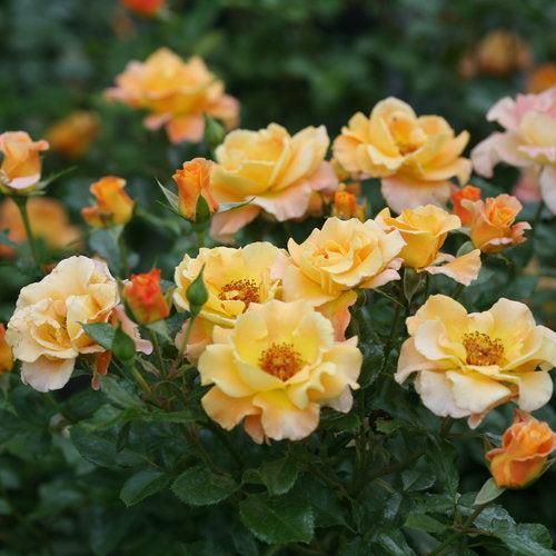 Rose, Oso Easy® Suñorita® Rose