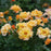 Rose, Oso Easy® Suñorita® Rose