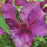 Clematis, Fleur™ Clematis