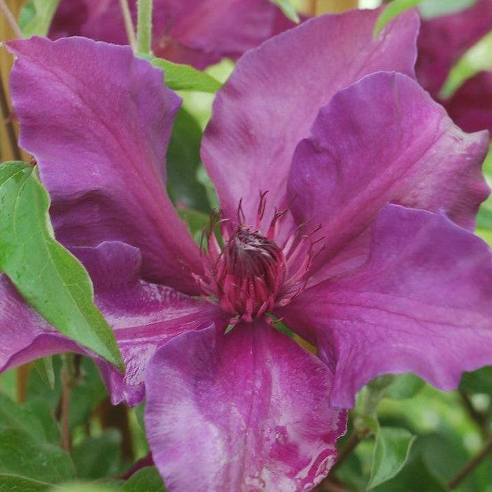 Clematis, Fleur™ Clematis
