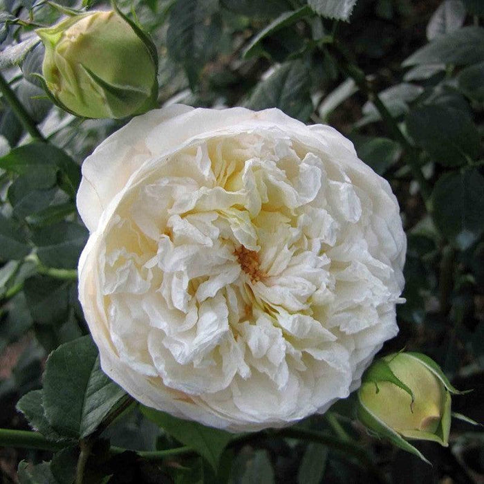 Rose, Claire Austin Rose