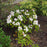 Rhododendron, Yaku Princess Rhododendron