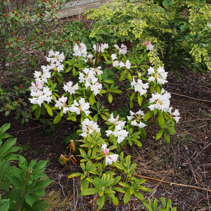 Rhododendron, Yaku Princess Rhododendron