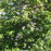 Dogwood, Cherokee Brave Dogwood