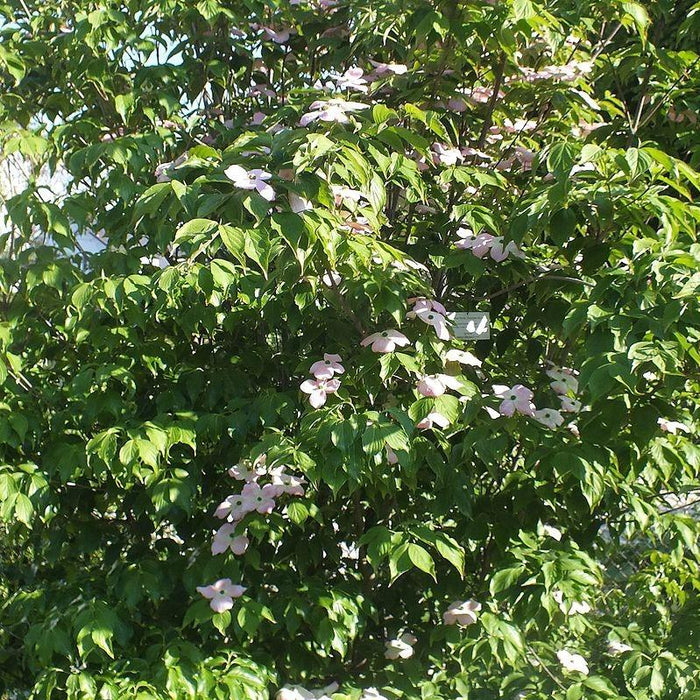 Dogwood, Cherokee Brave Dogwood