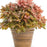 Coral Bells, PW® Fun and Games® Hopscotch Coral Bells