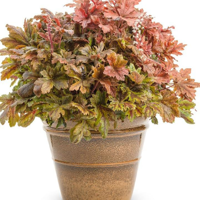 Coral Bells, PW® Fun and Games® Hopscotch Coral Bells