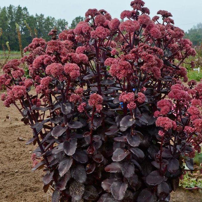 Sedum, Night Embers Stonecrop
