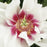 Peony, Cora Louise Itoh Peony