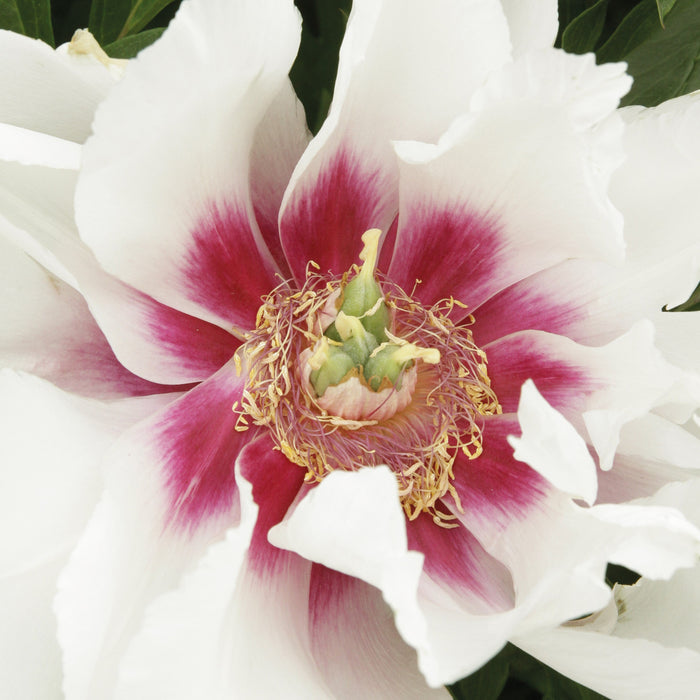 Peony, Cora Louise Itoh Peony