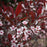 Sandcherry, Purpleleaf Sandcherry