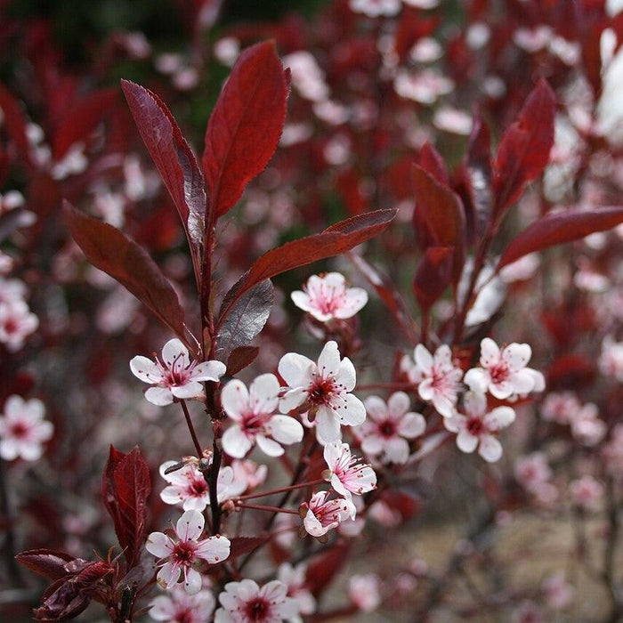 Sandcherry, Purpleleaf Sandcherry