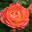 Rose, Orange Glow™ Knock Out® Rose