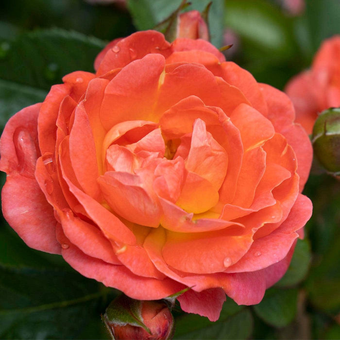 Rose, Orange Glow™ Knock Out® Rose