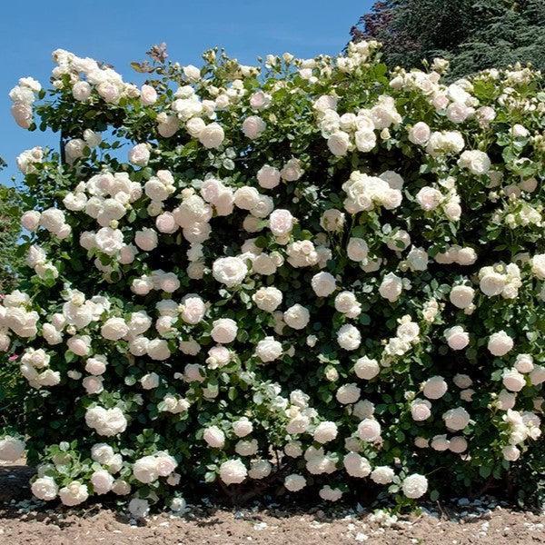 Rose, Eden Climber® White Rose