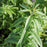 Verbena, Lemon Beebrush