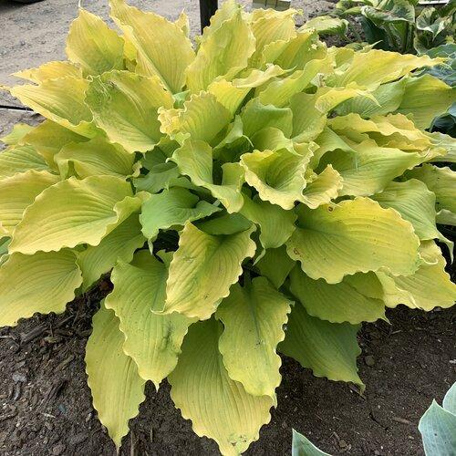 Hosta, PW® Shadowland® Echo the Sun Hosta