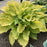 Hosta, PW® Shadowland® Echo the Sun Hosta