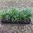 Grass, Creeping Lily Turf