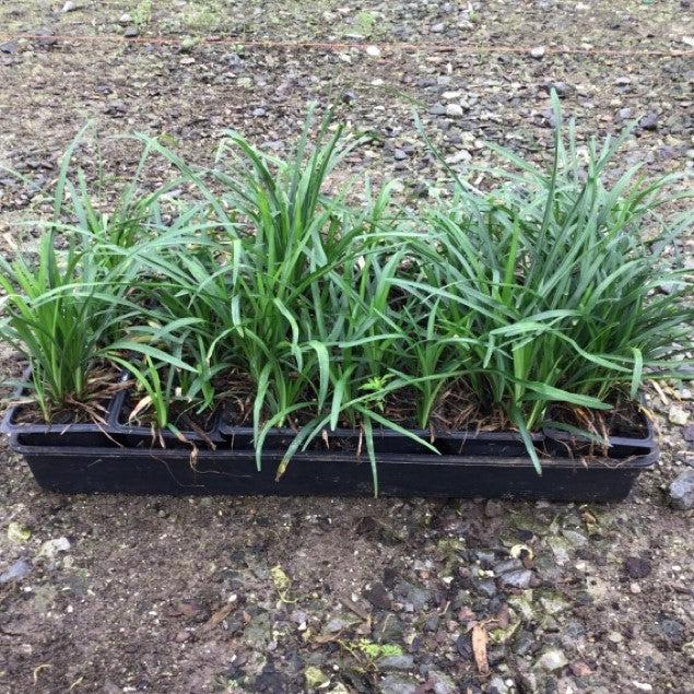 Grass, Creeping Lily Turf