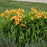 Daylily, Rainbow Rhythm® Tiger Swirl Daylily
