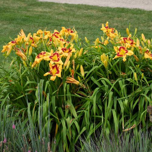 Daylily, Rainbow Rhythm® Tiger Swirl Daylily