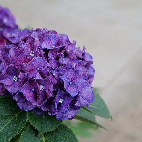 Hydrangea macrophylla 'Stragrum'  - Wee Bit Grumpy® Hydrangea