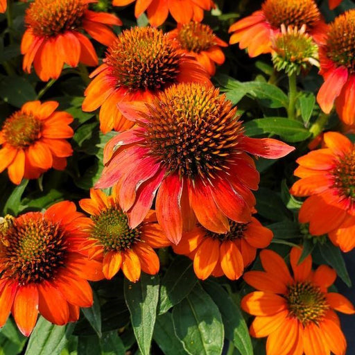 Coneflower, Sombrero® Fiesta Orange Coneflower