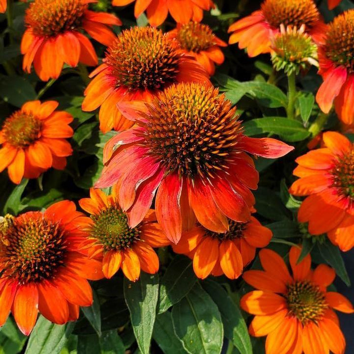 Coneflower, Sombrero® Fiesta Orange Coneflower