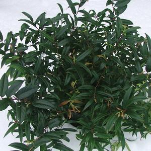 Leucothoe, Squirt™ Leucothoe