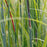 Grass, Red October Big Bluestem