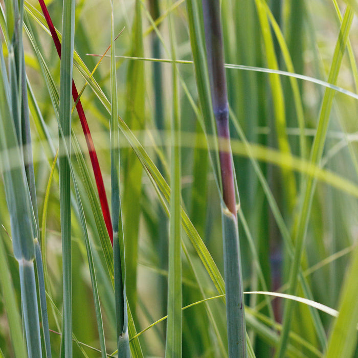 Grass, Red October Big Bluestem