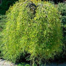 Pea Tree, Walker Weeping Pea Tree