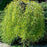 Pea Tree, Walker Weeping Pea Tree